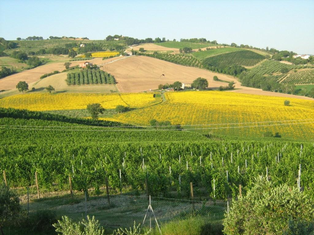 Panorama_marche-B&B_pozzo-Vivalpa-ancona-jesi-senigallia-campagna-relax